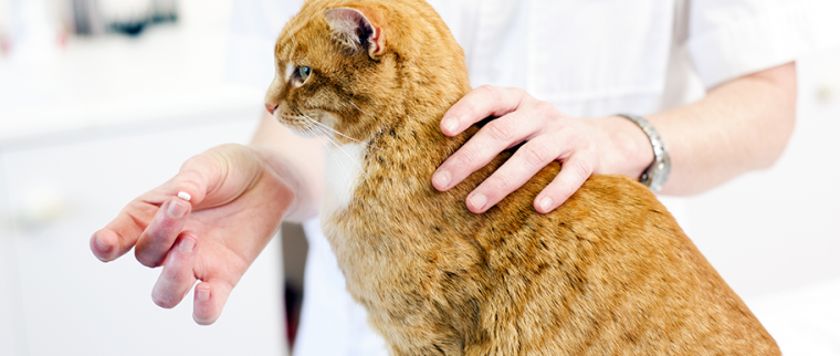 Vermifuger son chat